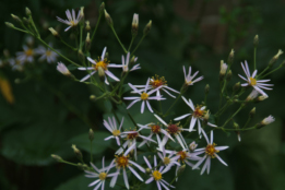 Aster macrophyllus bestellen